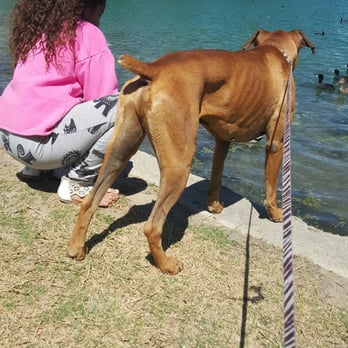 Rancho Jurupa Park - My boxer, enjoying the duck view. - Parks Near Me - Riverside, California