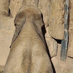 Zoo Halle