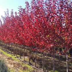 McMahan Nursery