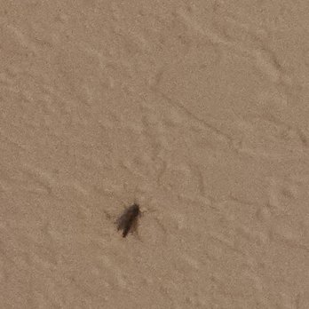 vacasa - Bugs on walls - Vacation Rentals Near Me