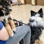 Photo of Stone Ridge Veterinary Medical Center & Pet Resort
