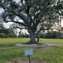 The Singing Oak - Singing Oak