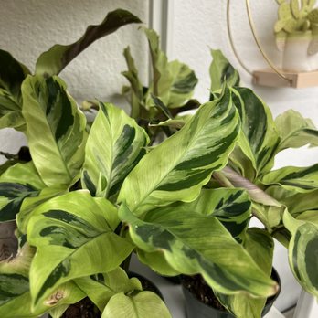 Urban Scout - Yellow fusion calatheas - Home Decor Near Me - Reno, Nevada Urban Scout - Yellow fusion calatheas - Home Decor Near Me - Reno, Nevada