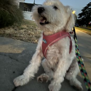 Lucky Paws Mobile Pet Grooming - Pet Groomers Near Me