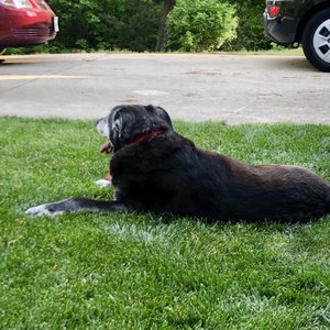 Anderson S Corner Animal Hospital 19 Reviews Veterinarians Anderson S Corner Animal Hospital 19