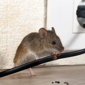GONE Pest Management - Ask GONE Pest Management about our NO Snap Trap - 100% RODENT ELIMINATION achieved on every job, by our state of the art system. - Pest Control Near Me - Deerfield Beach, Florida GONE Pest Management - Ask GONE Pest Management about our NO Snap Trap - 100% RODENT ELIMINATION achieved on every job, by our state of the art system. - Pest Control Near Me - Deerfield Beach, Florida