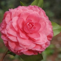 Nuccio's Nurseries - Nuccios Bella Rossa