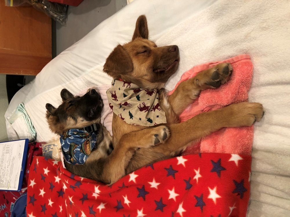 BEND SPAY & NEUTER PROGRAM Updated July 2024 910 SE Wilson Ave