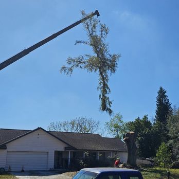 J and J's Lawn and Tree Service - Limb removed..Cross shape limb. - Lawn Services Near Me - Apopka, Florida