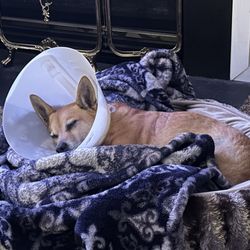 Honeygo Animal Hospital