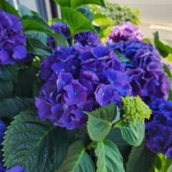 Deep purple hydrangeas