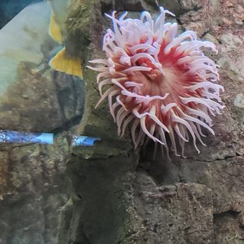 Shedd Aquarium - Aquariums Near Me - Chicago, Illinois Shedd Aquarium - Aquariums Near Me - Chicago, Illinois