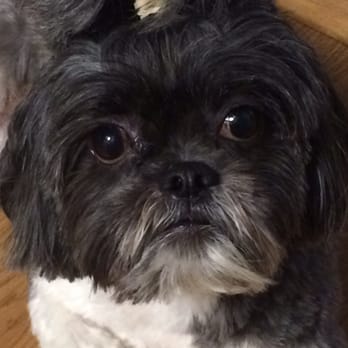The Muddy Mutt - Thanks Hindy! - Pet Groomers Near Me - Arlington, Virginia The Muddy Mutt - Thanks Hindy! - Pet Groomers Near Me - Arlington, Virginia