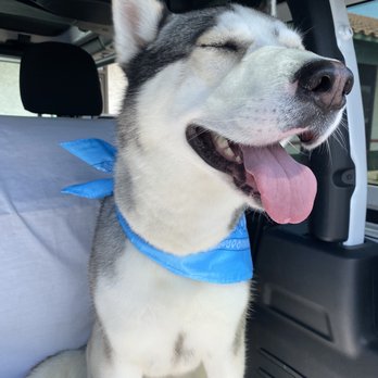 Paris' Pampered Pets - The after - Pet Groomers Near Me - Vista, California Paris' Pampered Pets - The after - Pet Groomers Near Me - Vista, California