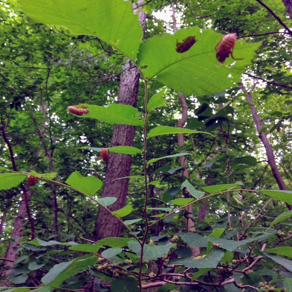 Perkiomen Trail - Shells of cicadas underneath leaves - Hiking Near Me - Collegeville, Pennsylvania Perkiomen Trail - Shells of cicadas underneath leaves - Hiking Near Me - Collegeville, Pennsylvania