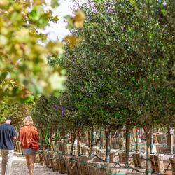 Moon Valley Nurseries