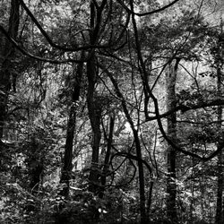 Ray Harral Nature Center - Black & white