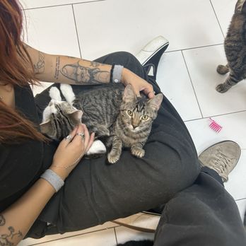 Cats and Comics Rescue - Animal Shelters Near Me - Upland, California