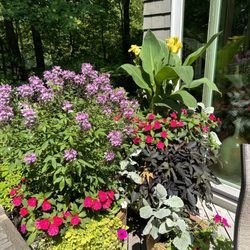 Green City Gardens - A riot of color in three flower pots, courtesy of Green City Gardens!