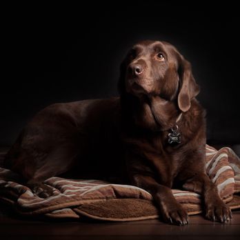 Lucy's Veterinary Care - Veterinarians Near Me