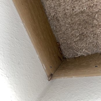 Somerset Properties - Roaches - Apartments Near Me - Willmar, Minnesota Somerset Properties - Roaches - Apartments Near Me - Willmar, Minnesota