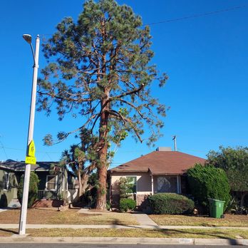 Reynoso Tree Service - After pruning you can see the house. No debri was left on the roof or in the yard. - Tree Services Near Me - Hawthorne, California Reynoso Tree Service - After pruning you can see the house. No debri was left on the roof or in the yard. - Tree Services Near Me - Hawthorne, California