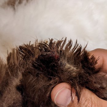 60 Bucks Mobile Grooming - Clipped ear that has oozed blood - Pet Groomers Near Me 60 Bucks Mobile Grooming - Clipped ear that has oozed blood - Pet Groomers Near Me