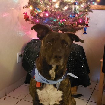 Petco - His Christmas photo after being groomed by Michael. doesn't he look so handsome - Pet Stores Near Me - Tustin, California Petco - His Christmas photo after being groomed by Michael. doesn't he look so handsome - Pet Stores Near Me - Tustin, California