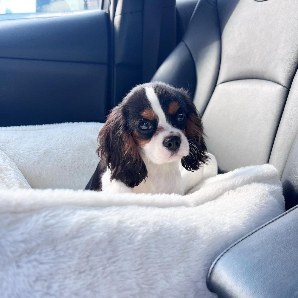 Cavalier Companions - Those eyes - Pet Breeders Near Me