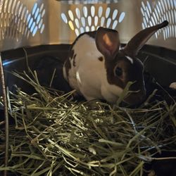 Dykes Veterinary Clinic - My late Nutmeg, who didn't make it home. You were loved
