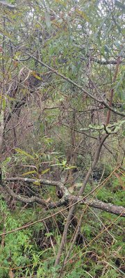 Sea Pines Forest Preserve by null