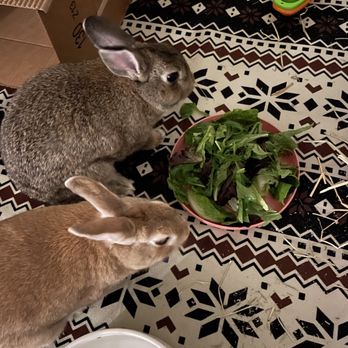 Bunny World Foundation - Community Service/Non-Profit Near Me - Los Angeles, California Bunny World Foundation - Community Service/Non-Profit Near Me - Los Angeles, California