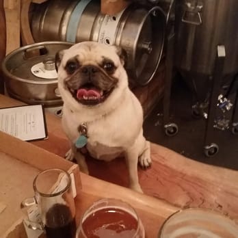 Crooked Run Fermentation - Cooper loves that he can hang out indoors and have a water bowl and a lot of folks to pet him.  :) - Bars Near Me - Leesburg, Virginia