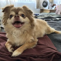 Happy dog Happy dog
