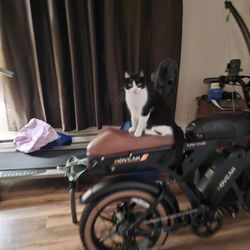 JL Waters - Bandit likes to ride my bike. He won't leave me alone?!