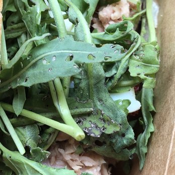 Industrial Eats - Arugula eaten through by bugs. - Pizza Near Me - Buellton, California Industrial Eats - Arugula eaten through by bugs. - Pizza Near Me - Buellton, California