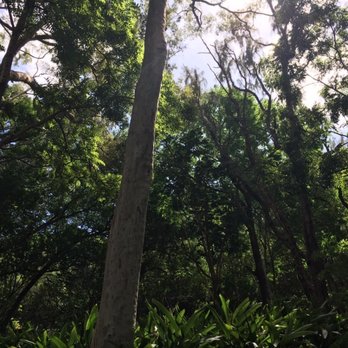 Pu'u 'Ualaka'a State Park - Parks Near Me - Honolulu, Hawaii