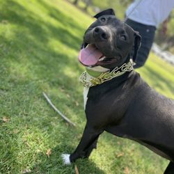 Day's Of The Leash Dog Walking