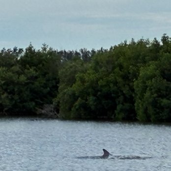 Cocoa Beach Dolphin Tours - Dolphin spotting! - Boating Near Me - Cocoa Beach, Florida Cocoa Beach Dolphin Tours - Dolphin spotting! - Boating Near Me - Cocoa Beach, Florida