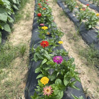 Atkinson Farm - Flowers - Farmers Market Near Me - Spring, Texas
