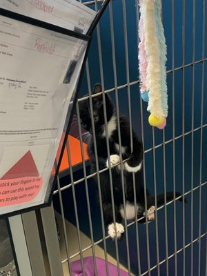 HELPING HANDS HUMANE SOCIETY - Updated January 2026 - 24 Photos & 30