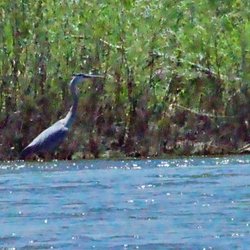Rislende Riverside - Blue heron