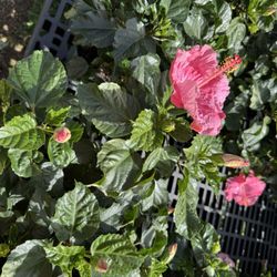 Cornelius Nursery - Hibiscus