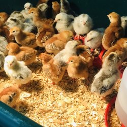 McCoy's Building Supply - Get your baby peep peeps here :))