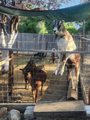 Blossom Peak Ranch by null