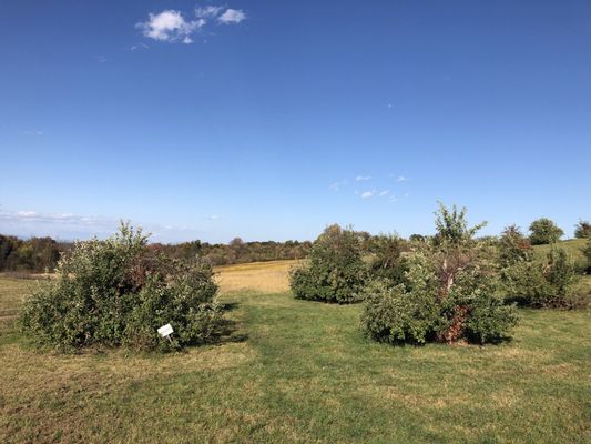 Apple Hill Farm by null