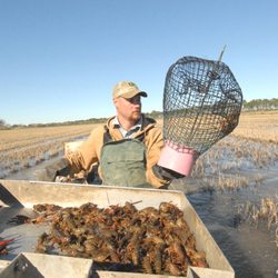 Rockwall Crawfish Direct - Crawfish farm