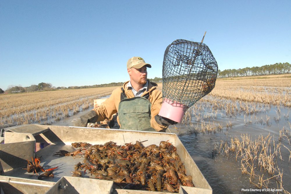 Rockwall Crawfish Direct Logo