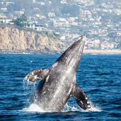 Paragon Monitored Visitation - Whale watching near Newport