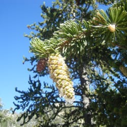 Edna Gray Trail